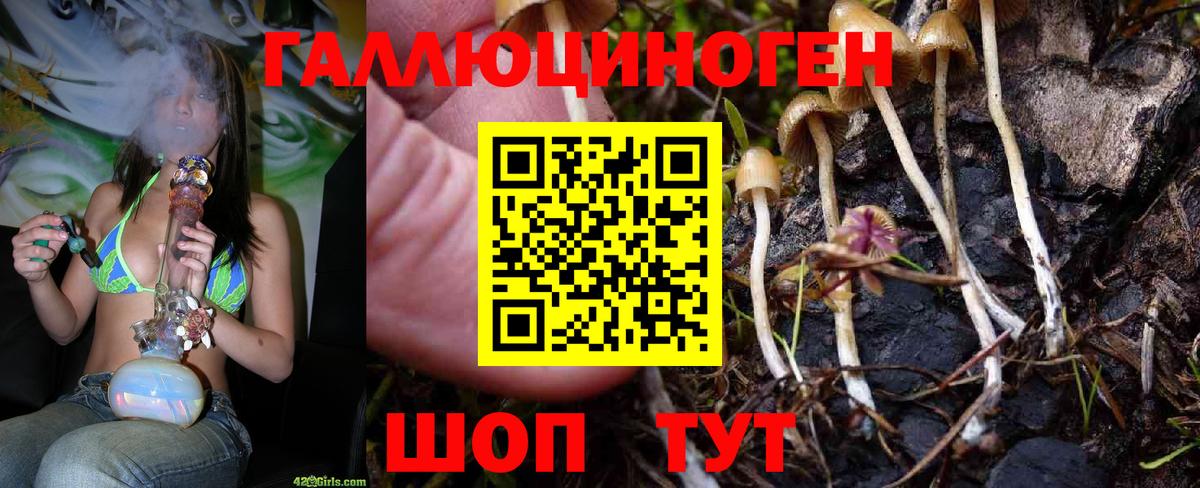 Псилоцибиновые грибы Psilocybe Вятские Поляны